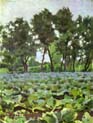 cabbage field[